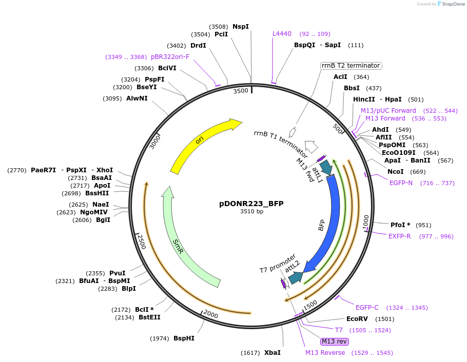 25891-plasmid-map-sequence-id-12129