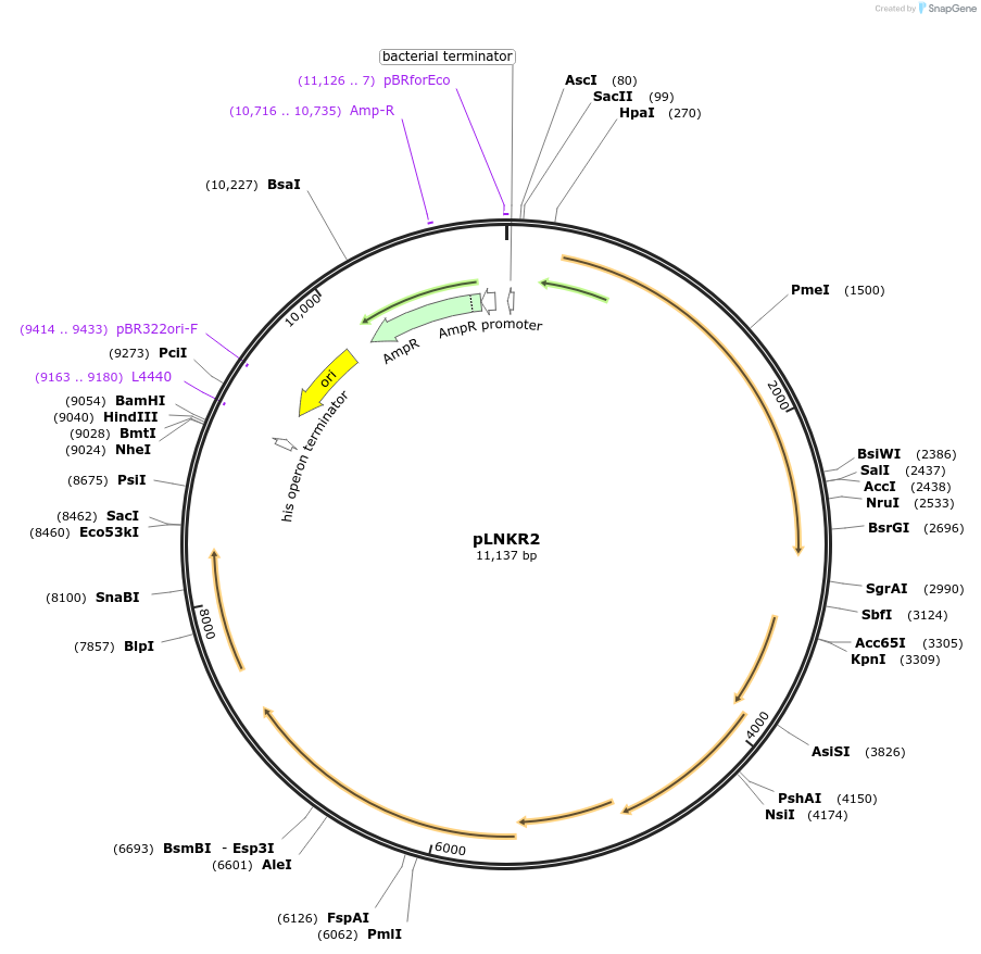 67969-plasmid-map-sequence-id-121291