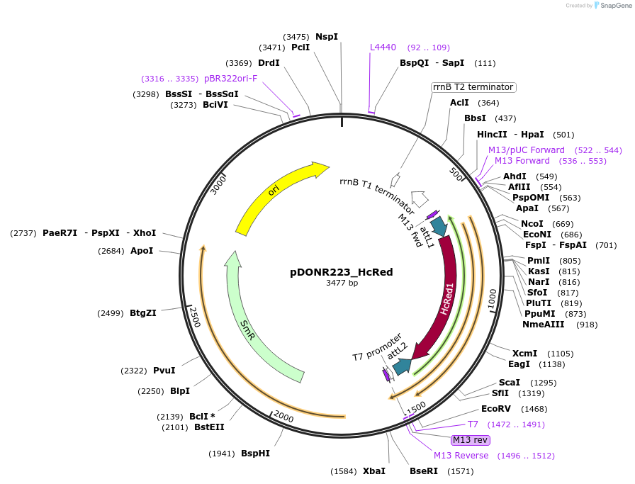 25892-plasmid-map-sequence-id-12130