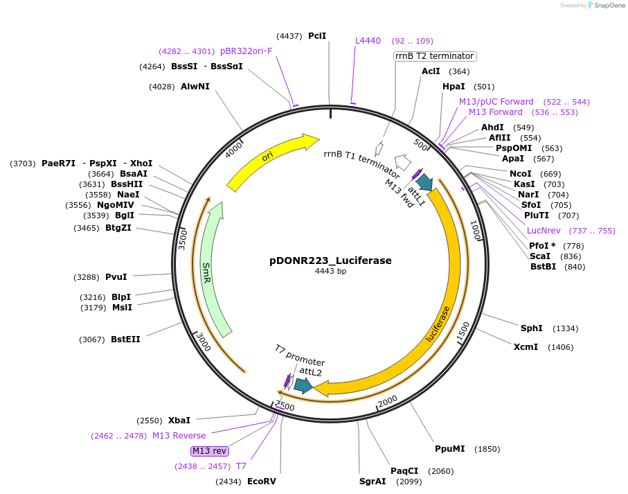 25894-plasmid-map-sequence-id-12132