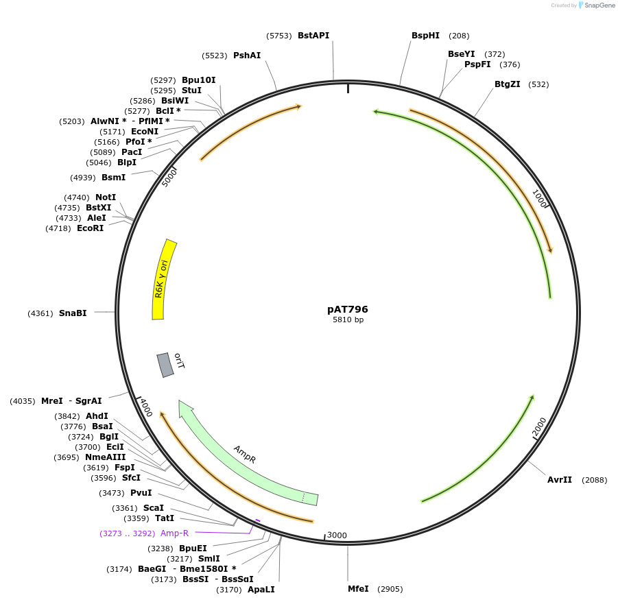 68929-plasmid-map-sequence-id-121331