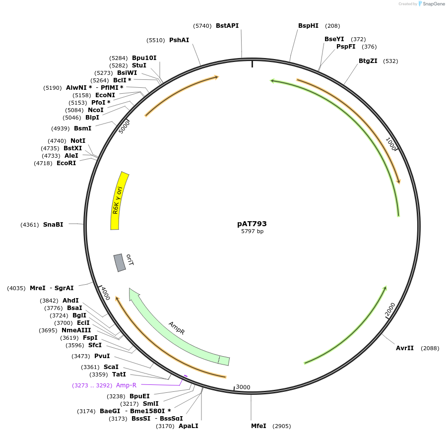 68926-plasmid-map-sequence-id-121334
