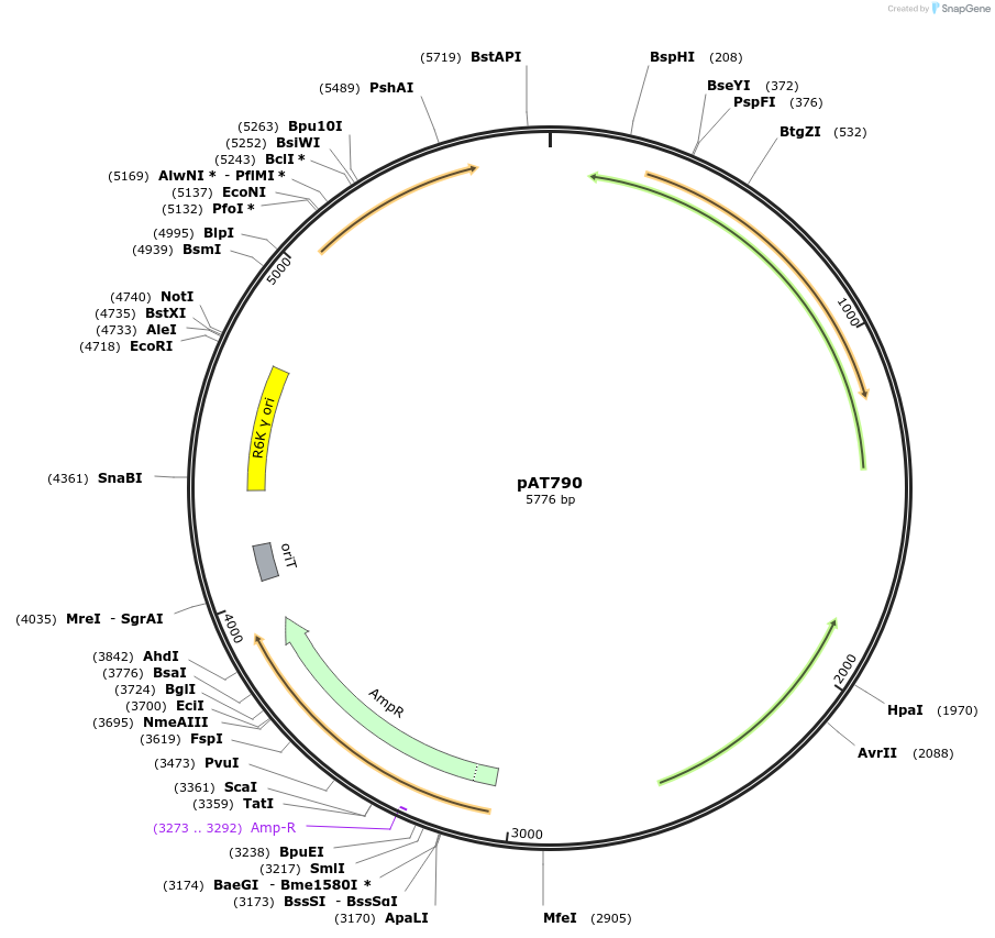 68925-plasmid-map-sequence-id-121336