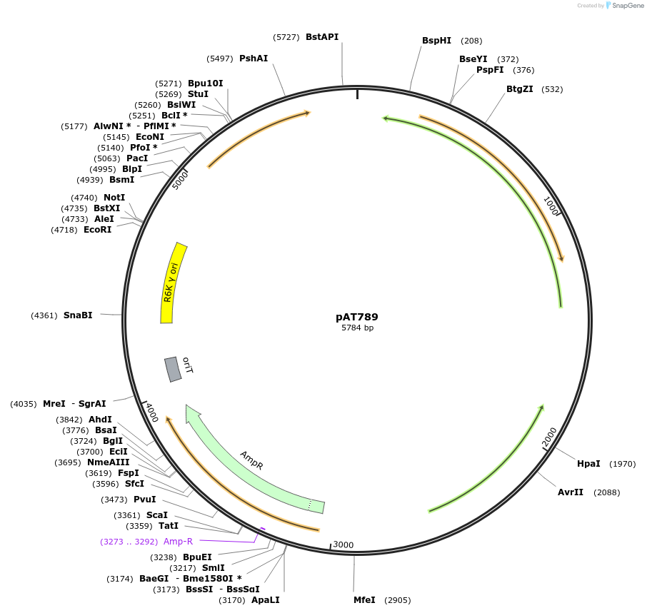 68924-plasmid-map-sequence-id-121337