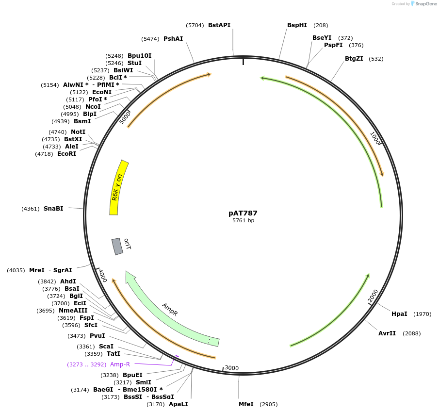 68922-plasmid-map-sequence-id-121339