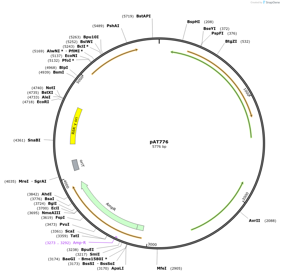 68915-plasmid-map-sequence-id-121347