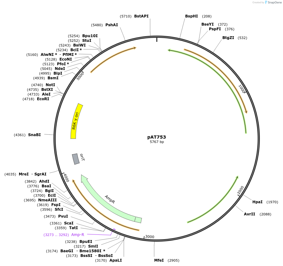 68904-plasmid-map-sequence-id-121363