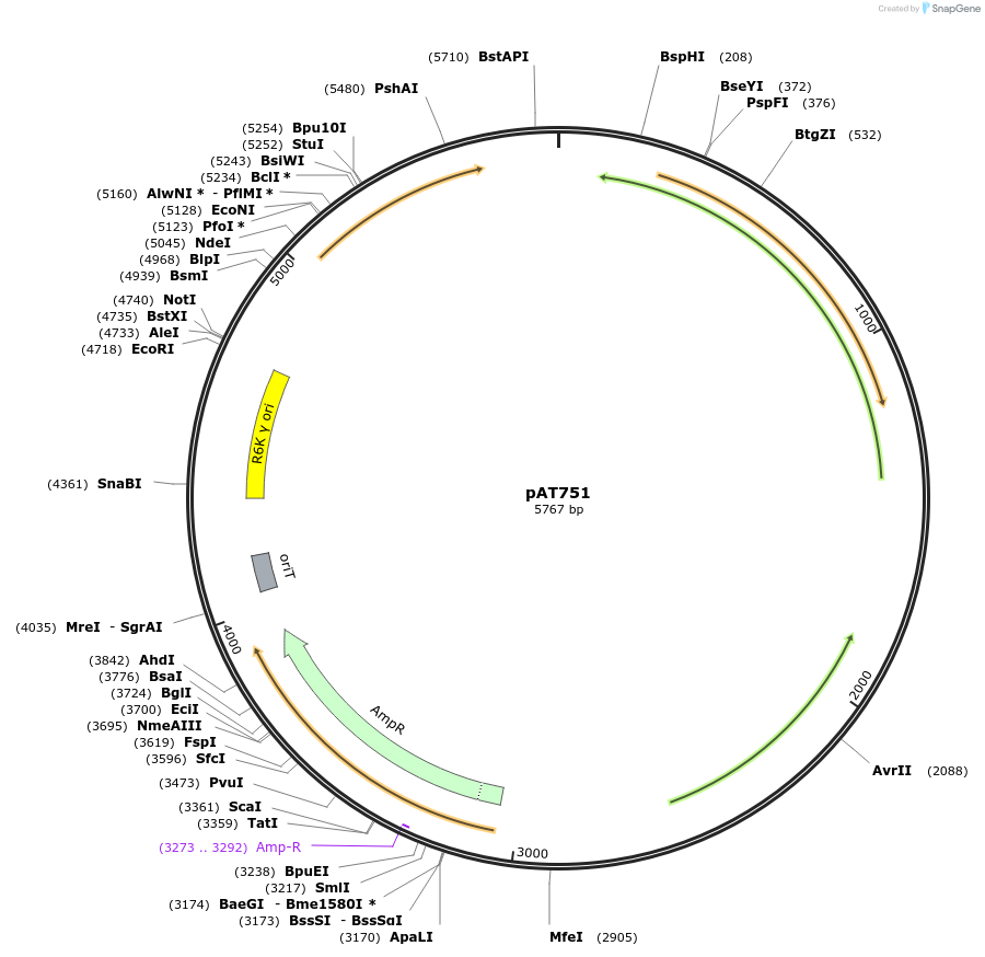 68902-plasmid-map-sequence-id-121365