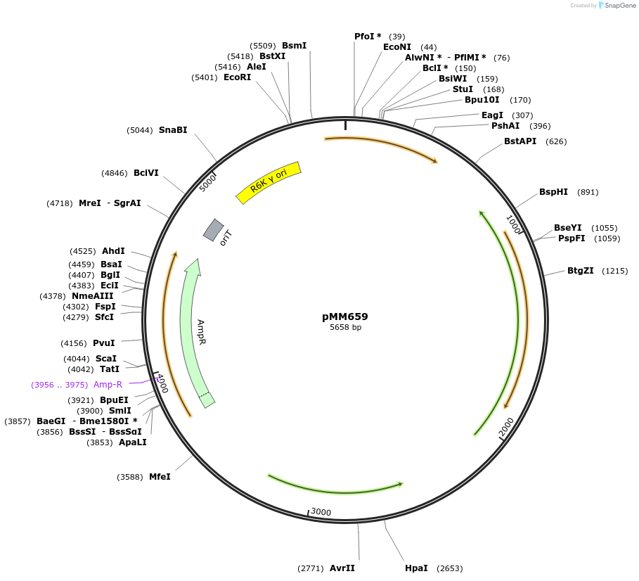 68888-plasmid-map-sequence-id-121374