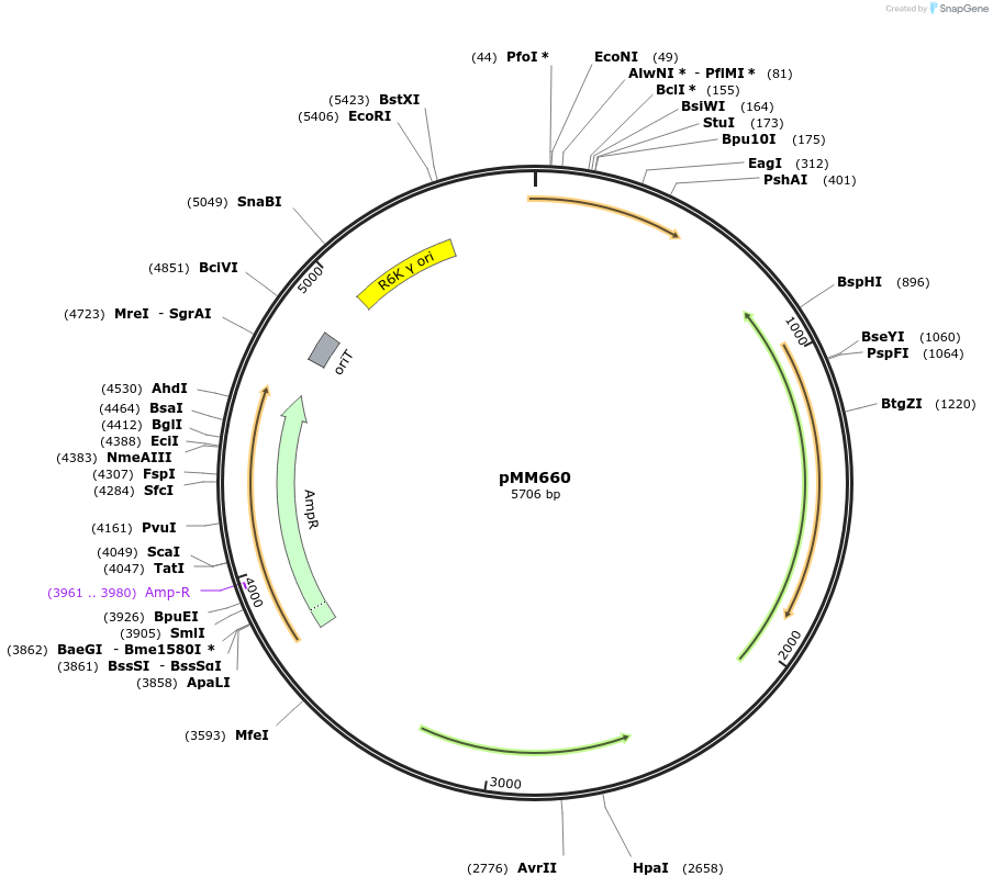 68889-plasmid-map-sequence-id-121375