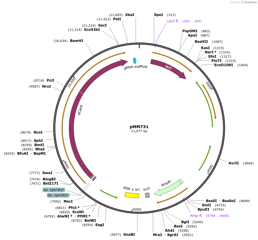 68896-plasmid-map-sequence-id-121383