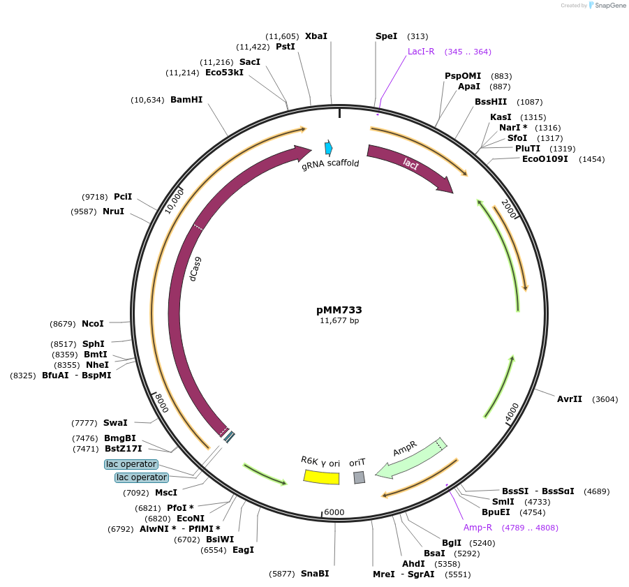 68898-plasmid-map-sequence-id-121385