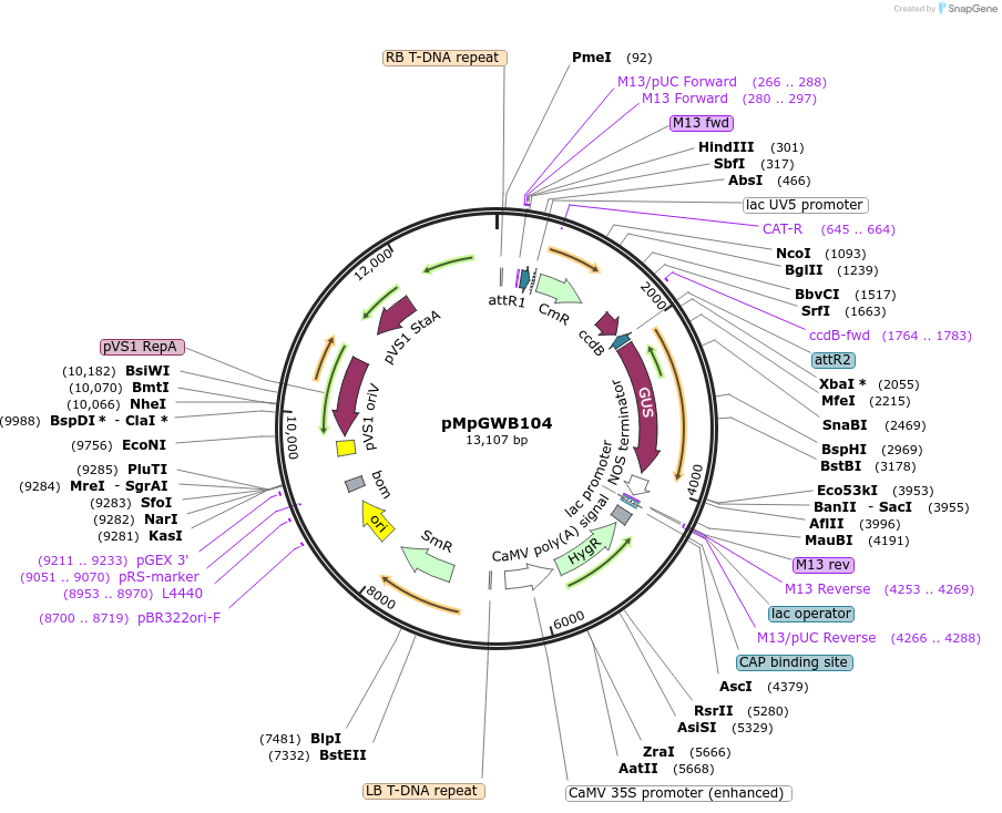 68558-plasmid-map-sequence-id-121390