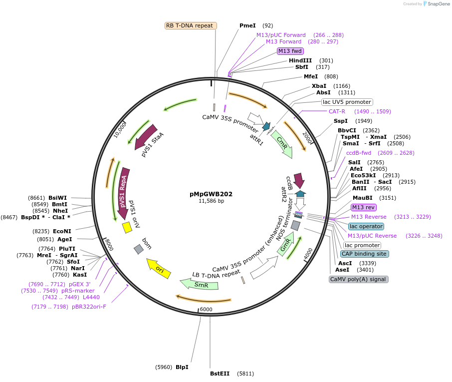 68593-plasmid-map-sequence-id-121391