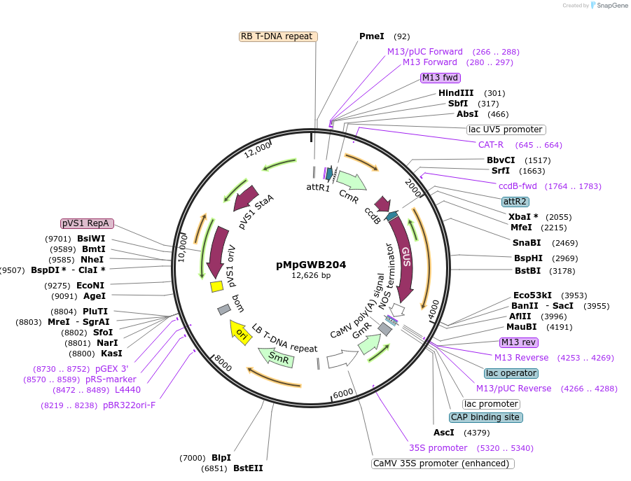 68595-plasmid-map-sequence-id-121393