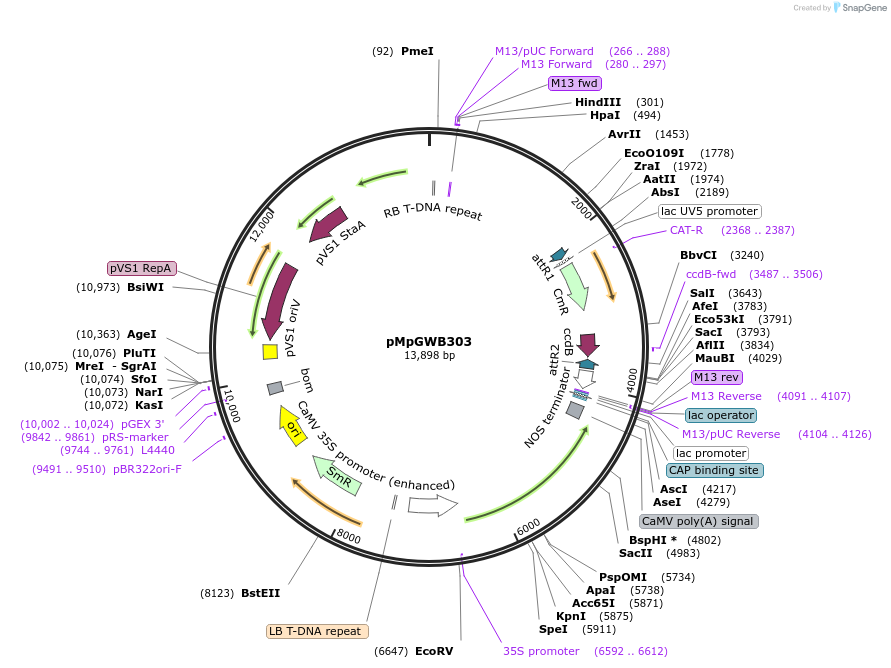 68631-plasmid-map-sequence-id-121394