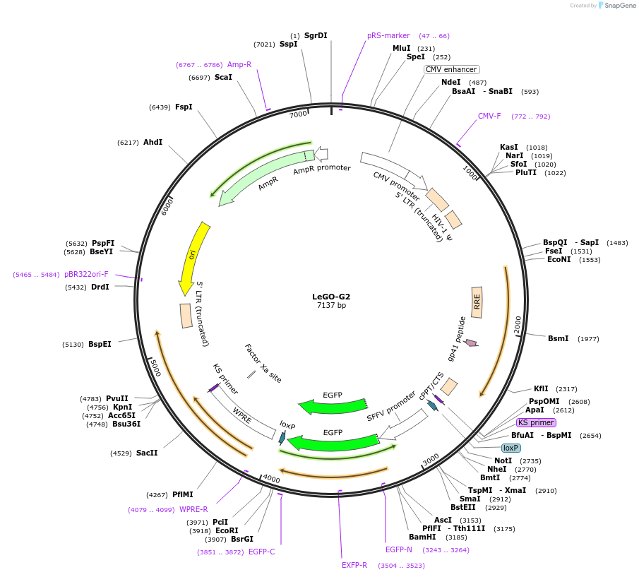 25917-plasmid-map-sequence-id-12145