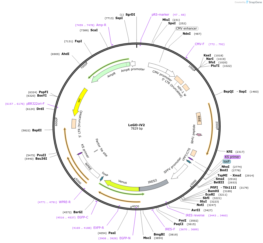 27344-plasmid-map-sequence-id-12146