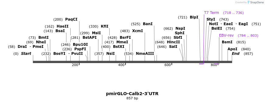 121462_map