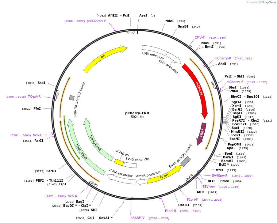 25920-plasmid-map-sequence-id-12148