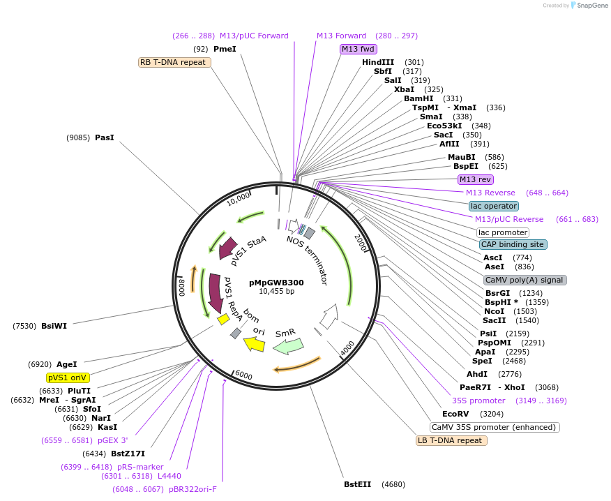 68628-plasmid-map-sequence-id-121497