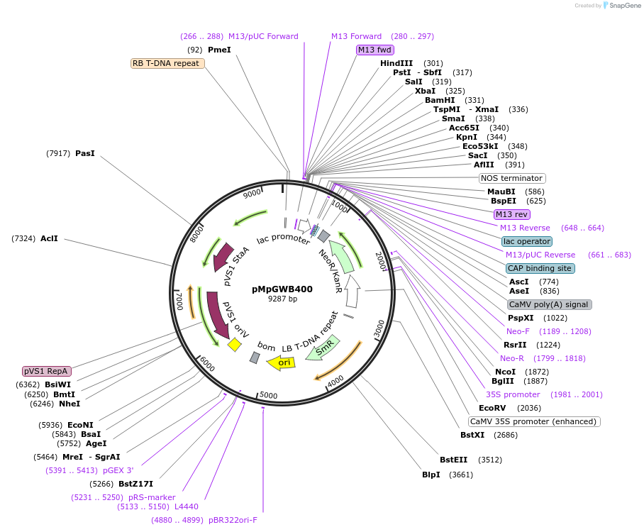 68665-plasmid-map-sequence-id-121498