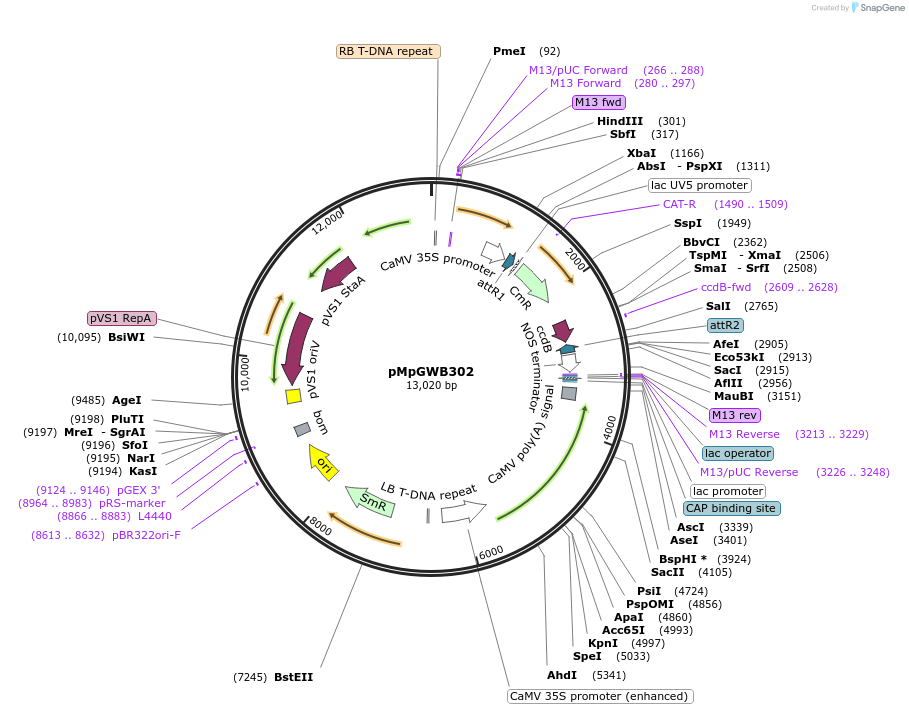 68630-plasmid-map-sequence-id-121499