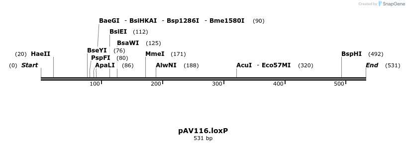 121506_map