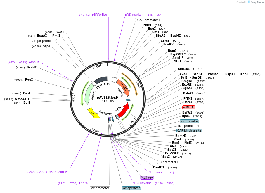 63188-plasmid-map-sequence-id-121508