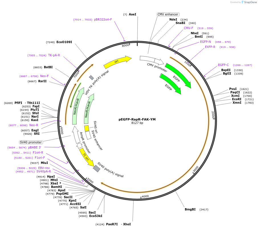 25928-plasmid-map-sequence-id-12151