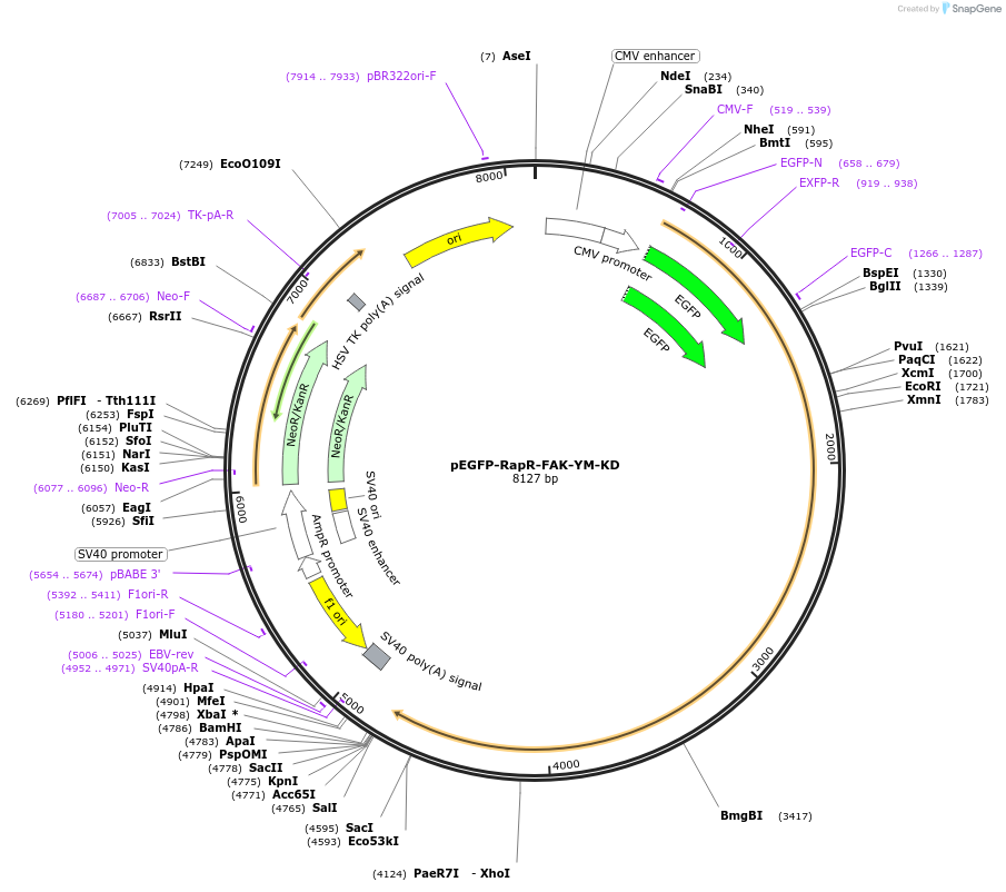 25929-plasmid-map-sequence-id-12152