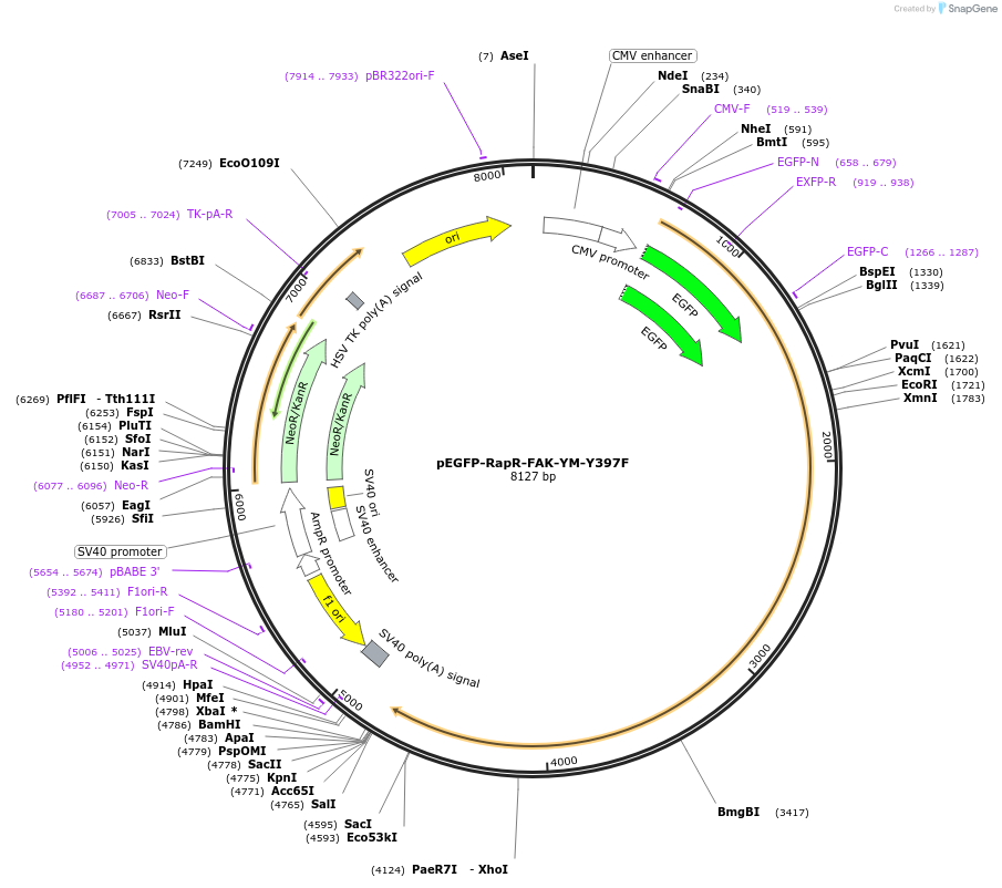 25930-plasmid-map-sequence-id-12153