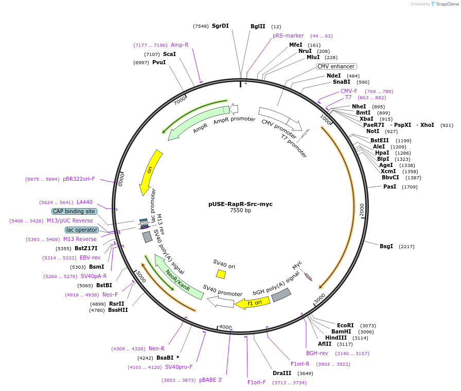 25933-plasmid-map-sequence-id-12154