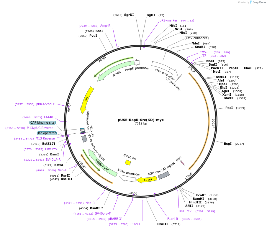 25934-plasmid-map-sequence-id-12155