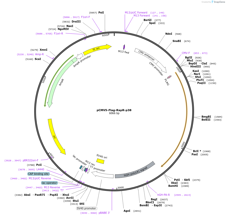 25935-plasmid-map-sequence-id-12156