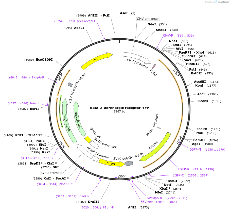 67146-plasmid-map-sequence-id-121580