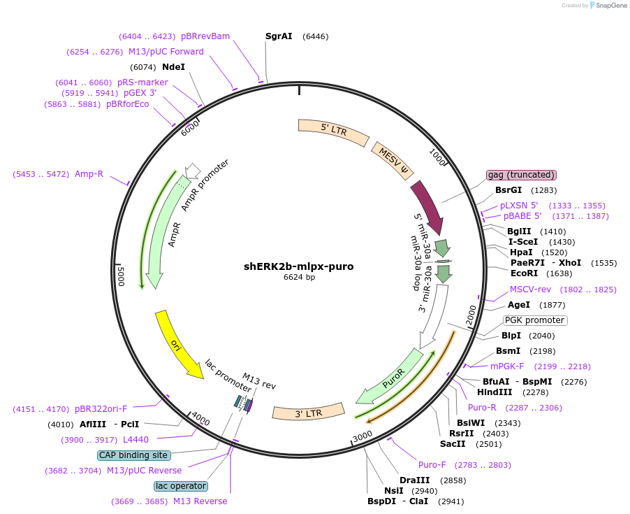 65230-plasmid-map-sequence-id-121586