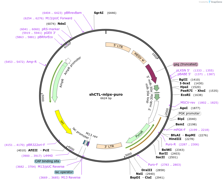 65232-plasmid-map-sequence-id-121588