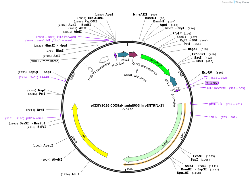 66752-plasmid-map-sequence-id-121596