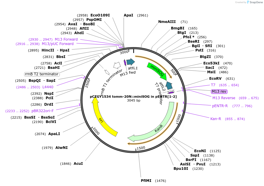 66753-plasmid-map-sequence-id-121598