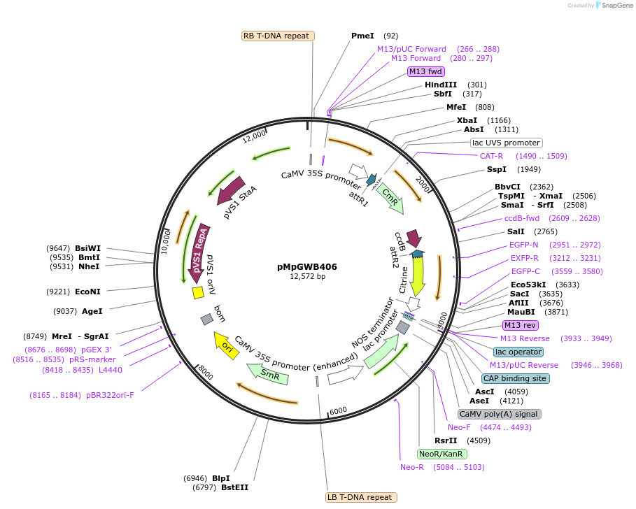 68671-plasmid-map-sequence-id-121608