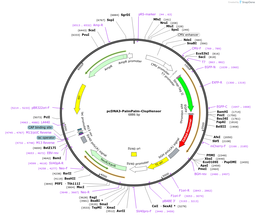 25940-plasmid-map-sequence-id-12161
