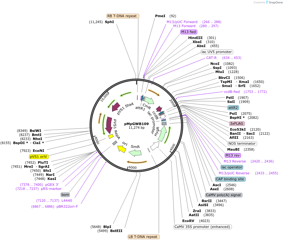 68563-plasmid-map-sequence-id-121617