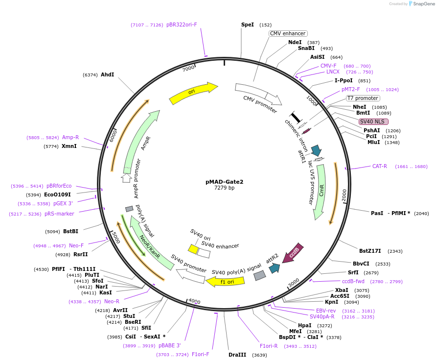 25941-plasmid-map-sequence-id-12162