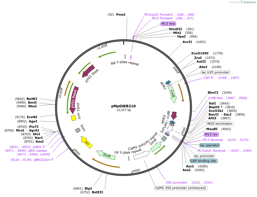 68601-plasmid-map-sequence-id-121622