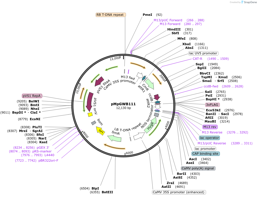 68565-plasmid-map-sequence-id-121625