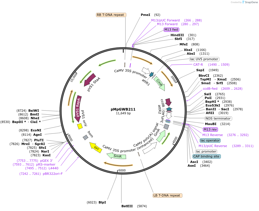 68602-plasmid-map-sequence-id-121626