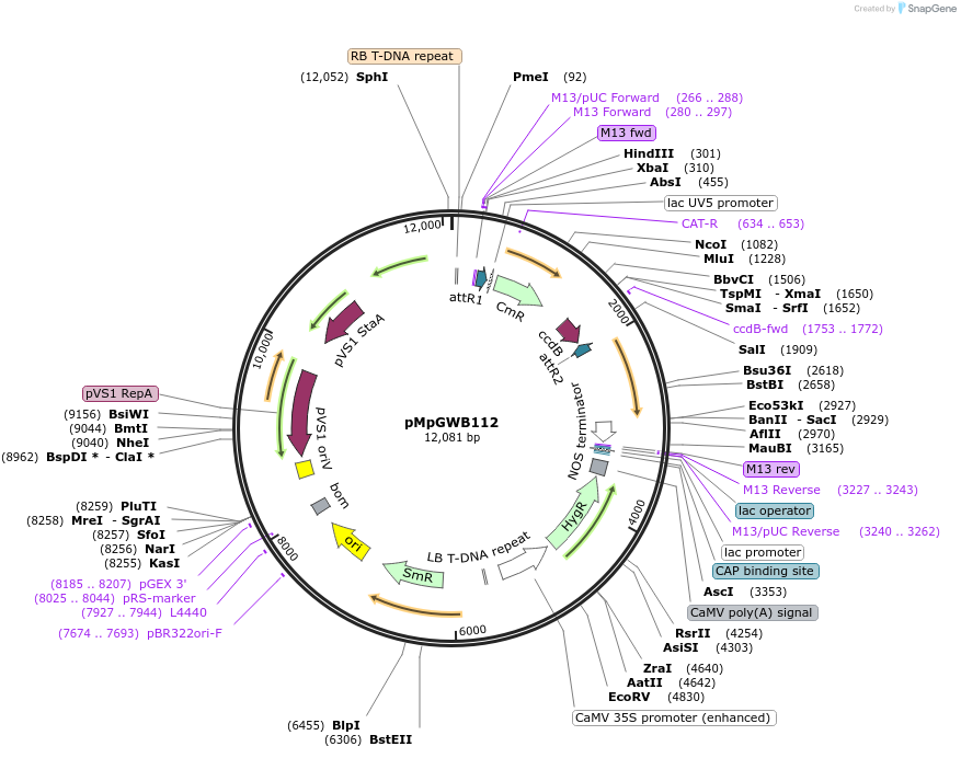 68566-plasmid-map-sequence-id-121629
