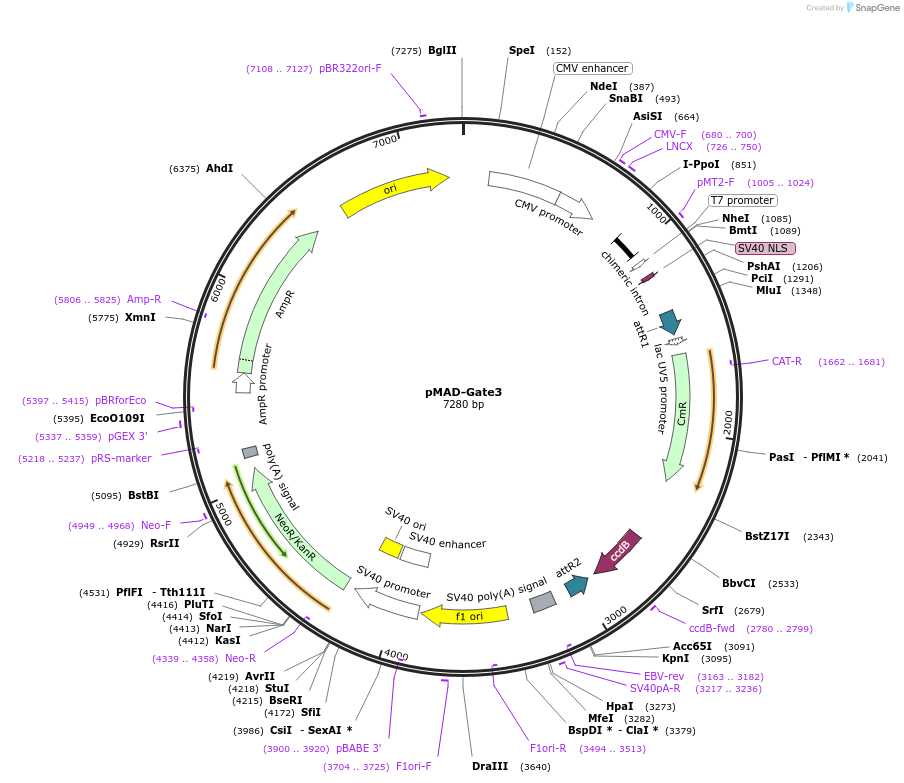 25942-plasmid-map-sequence-id-12163
