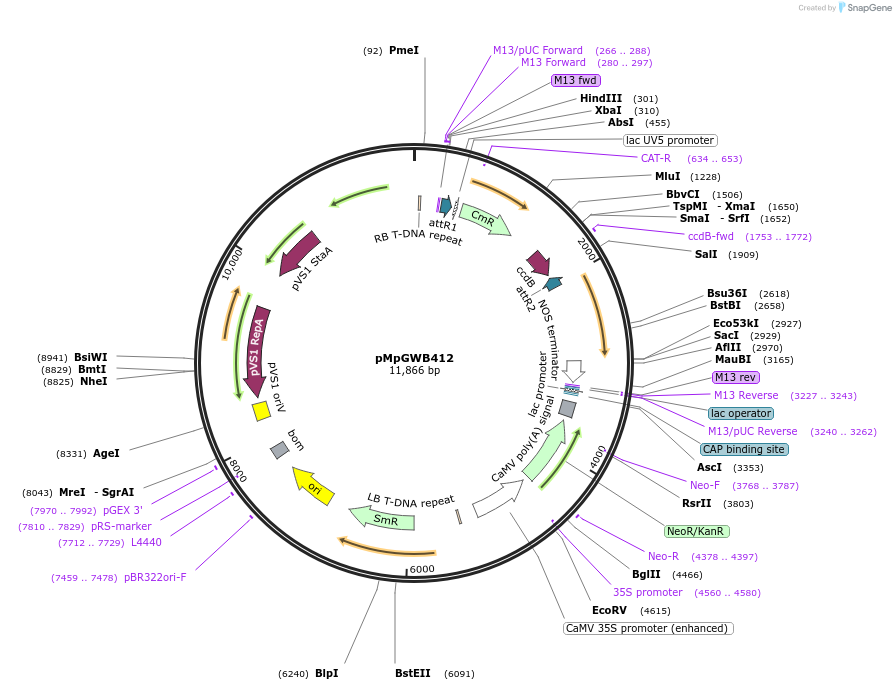 68677-plasmid-map-sequence-id-121632